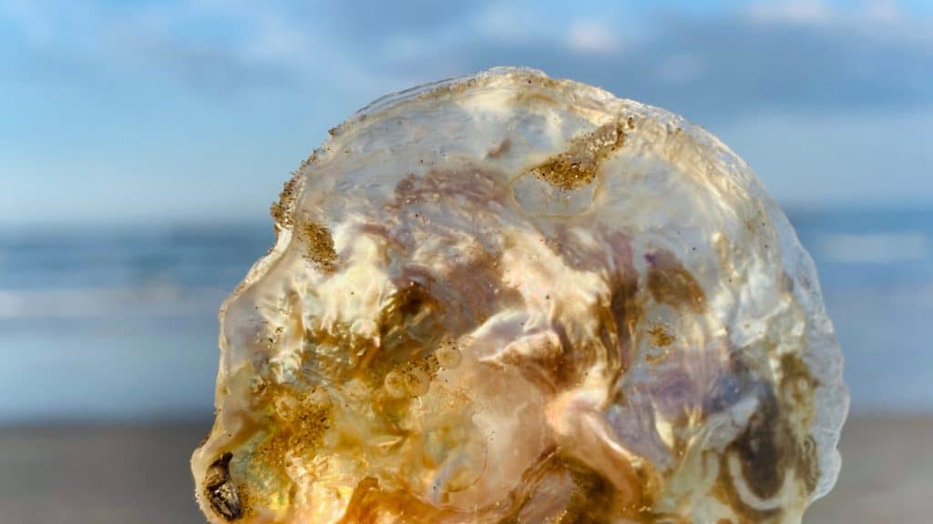 Goldene Muschel glänzt vor dem Meer